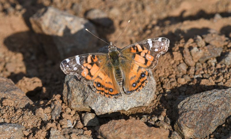 American Lady: Vanessa virginiensis