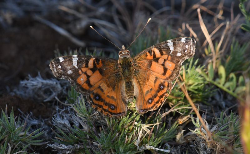 American Lady: Vanessa virginiensis