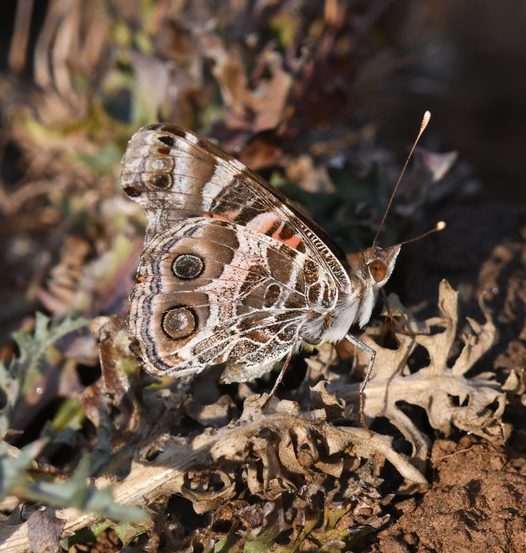 American Lady: Vanessa virginiensis