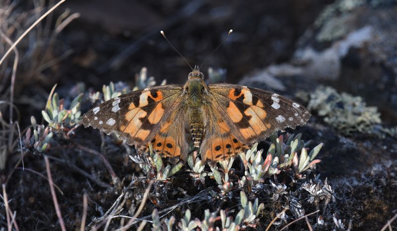 Painted Lady: Vanessa cardui