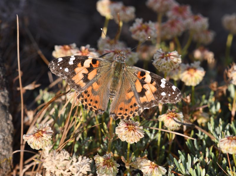 Painted Lady: Vanessa cardui