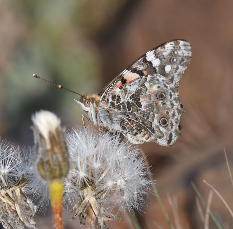 Painted Lady: Vanessa cardui