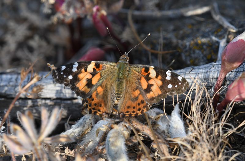Painted Lady: Vanessa cardui