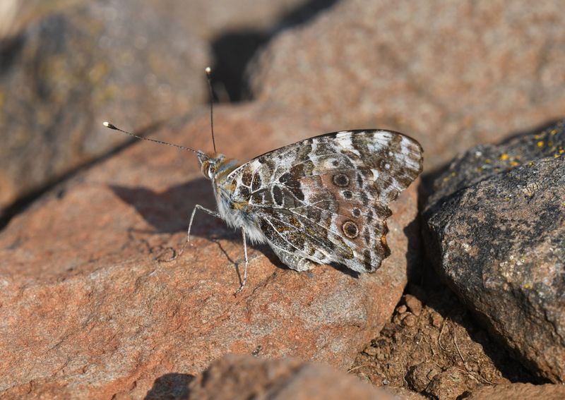 Painted Lady: Vanessa cardui