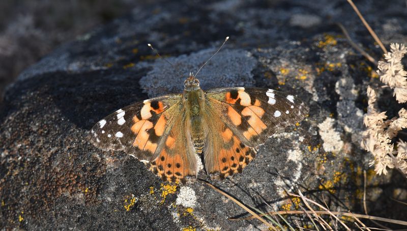 Painted Lady: Vanessa cardui