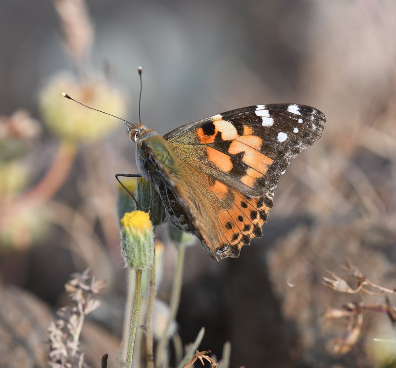 Painted Lady: Vanessa cardui