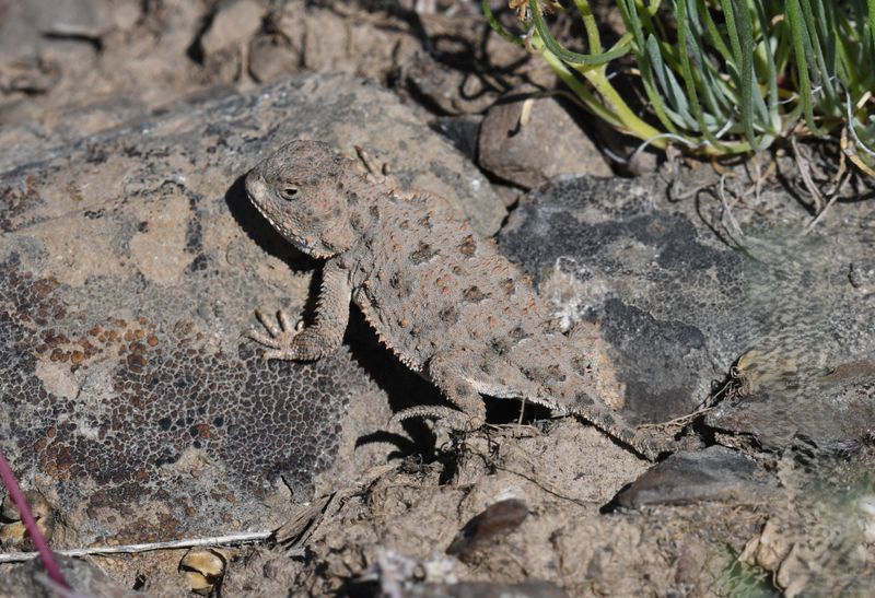 Pygmy Short-horned Lizard
