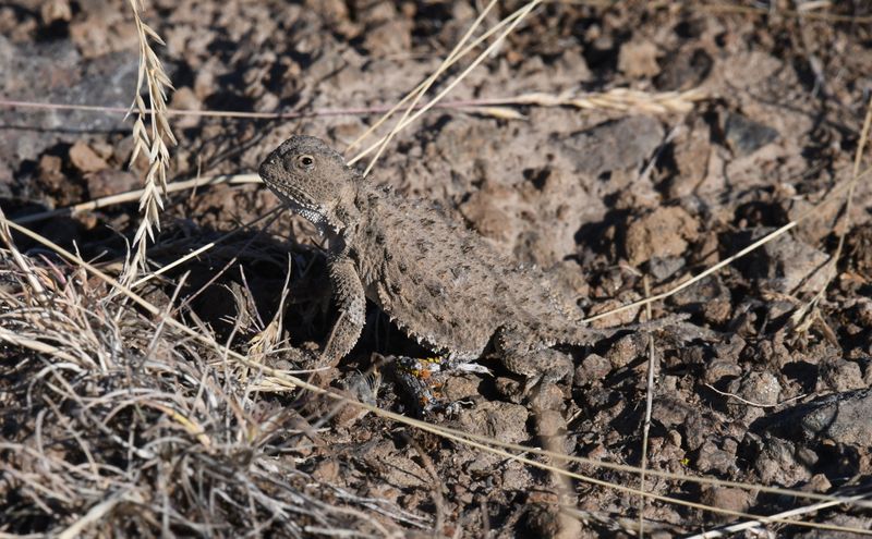 Pygmy Short-horned Lizard
