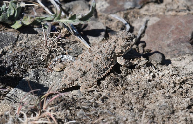 Pygmy Short-horned Lizard