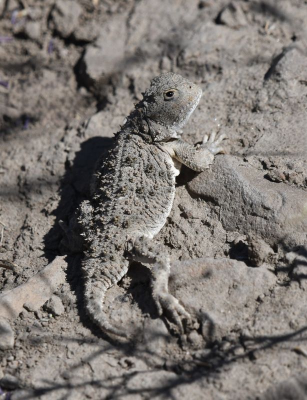 Pygmy Short-horned Lizard