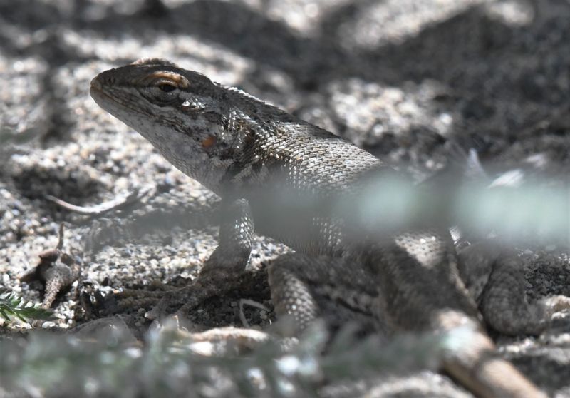 Sagebrush Lizard