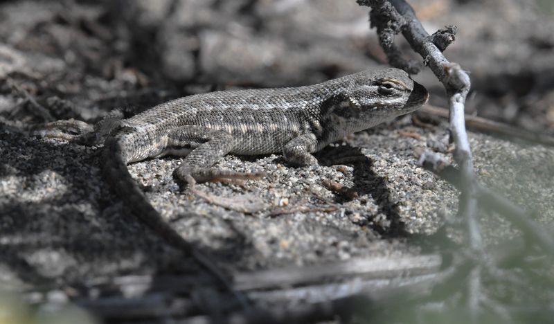 Lizard, Sagebrush