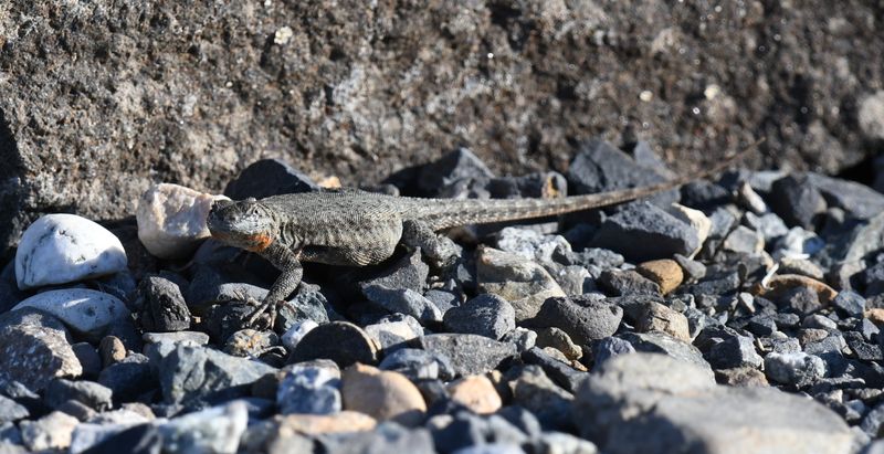 Side-blotched Lizard
