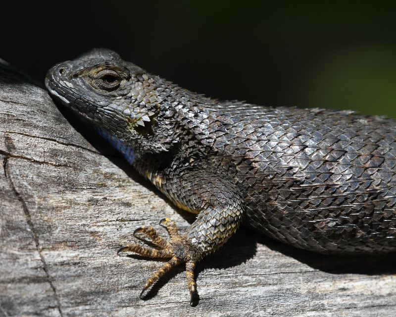 Western Fence Lizard