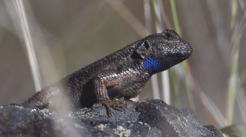 Lizard, Western Fence