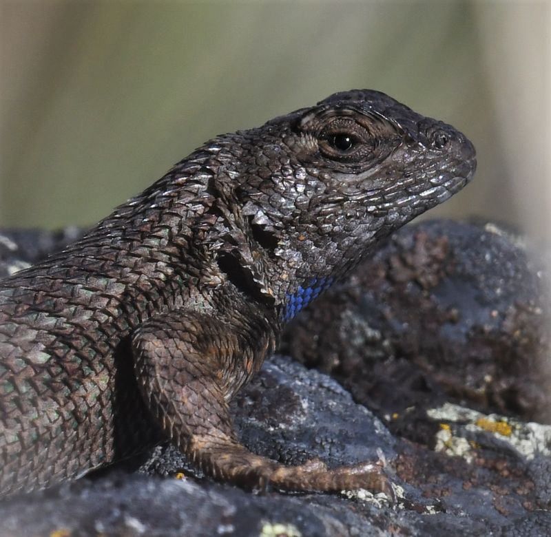 Western Fence Lizard