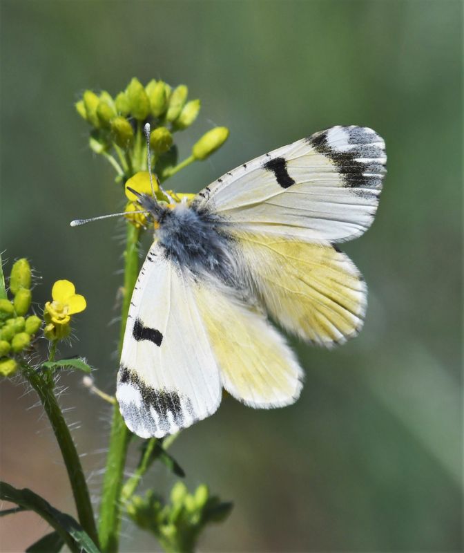 Large Marble: Euchloe ausonides