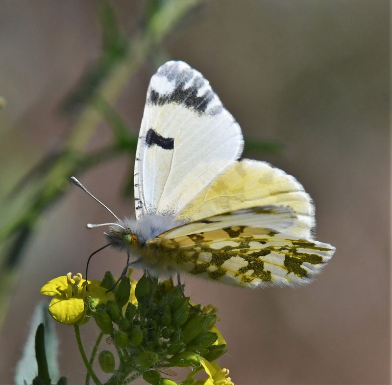Large Marble: Euchloe ausonides