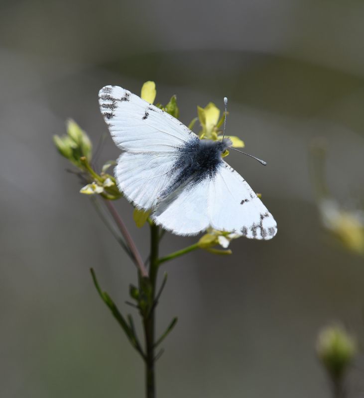 Large Marble: Euchloe ausonides