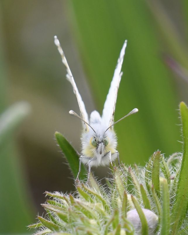 Large Marble: Euchloe ausonides