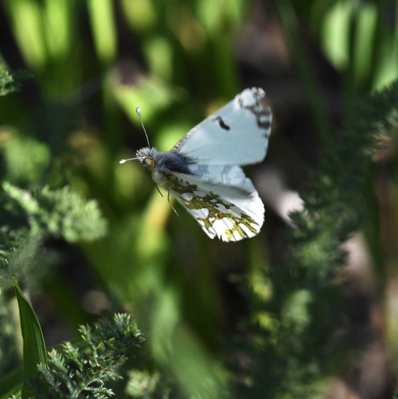 Large Marble: Euchloe ausonides