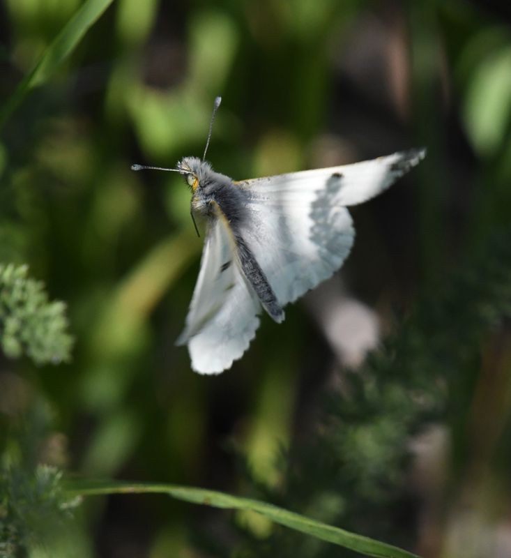 Large Marble: Euchloe ausonides