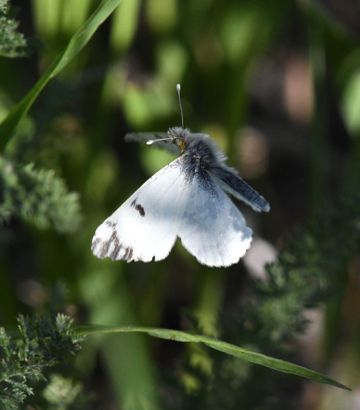 Large Marble: Euchloe ausonides