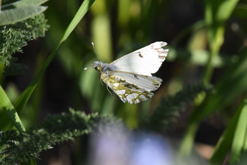 Large Marble: Euchloe ausonides