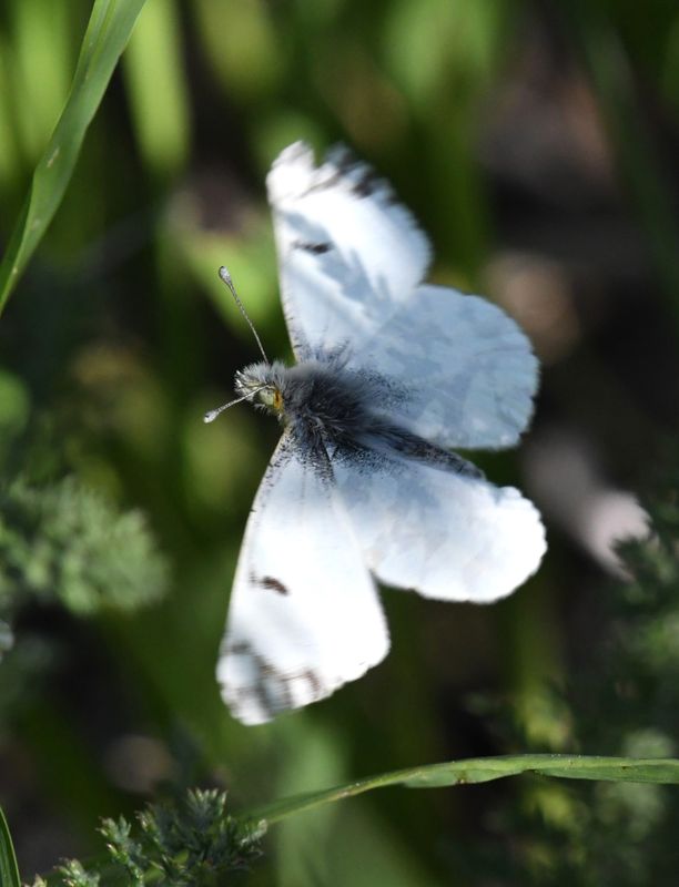 Large Marble: Euchloe ausonides