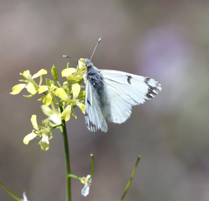 Large Marble: Euchloe ausonides