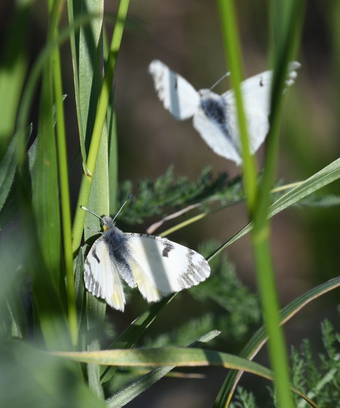 Large Marble: Euchloe ausonides