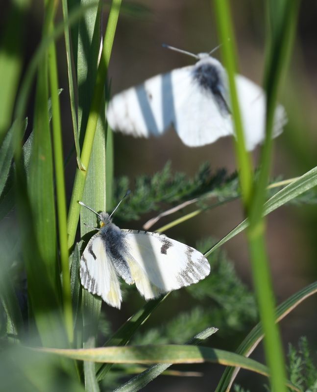 Large Marble: Euchloe ausonides