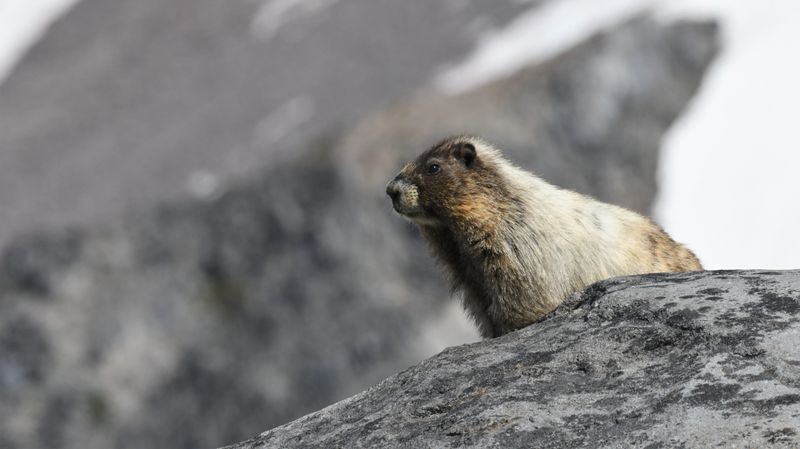Hoary Marmot