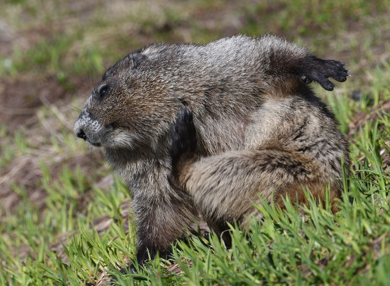 Hoary Marmot