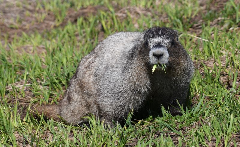 Hoary Marmot