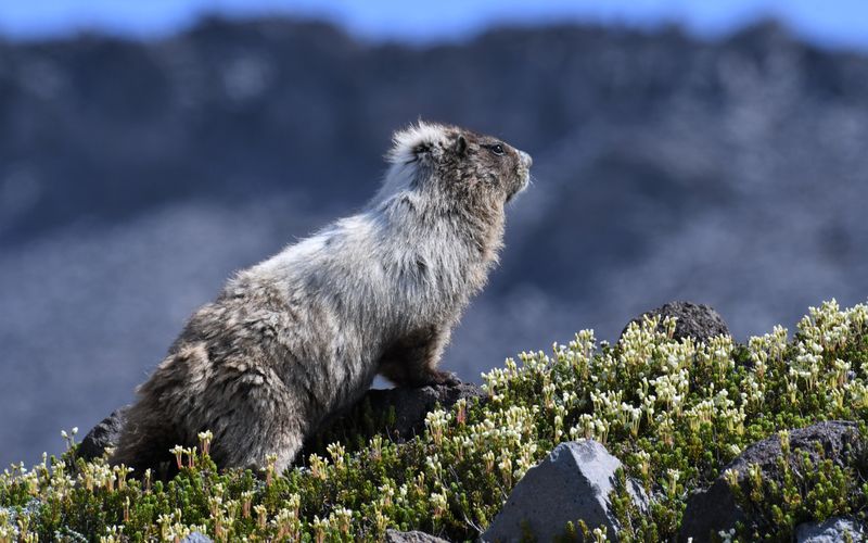 Hoary Marmot