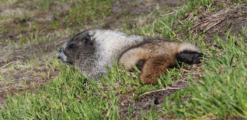 Marmot, Hoary