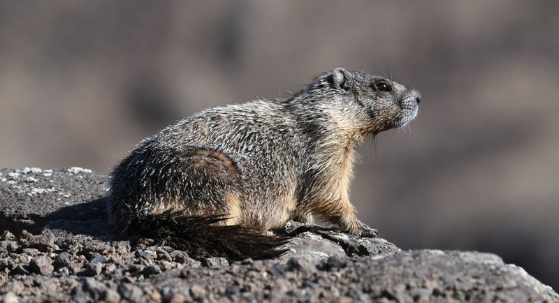 Yellow-bellied Marmot
