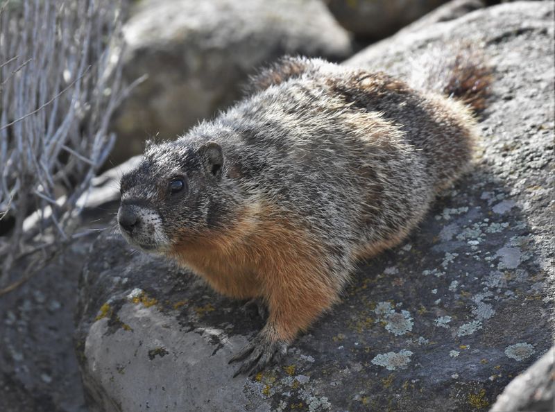 Yellow-bellied Marmot