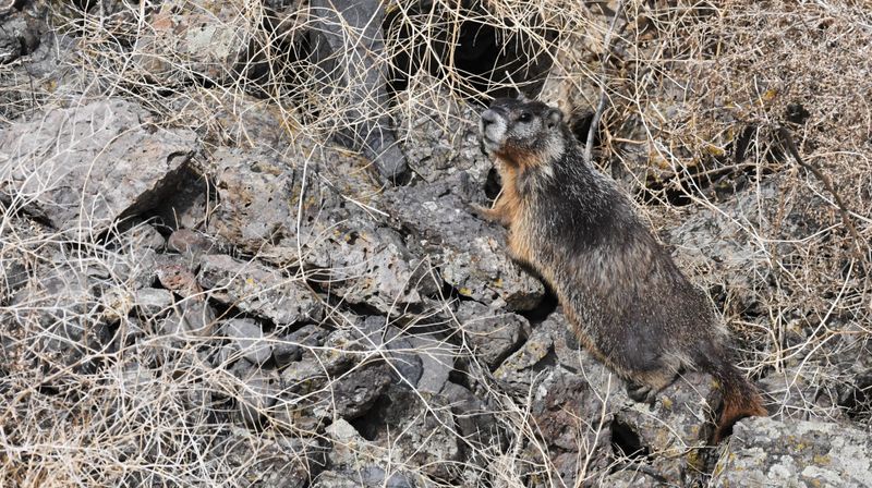 Yellow-bellied Marmot