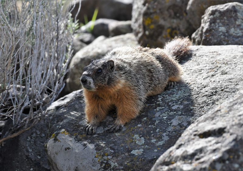 Marmot, Yellow-bellied