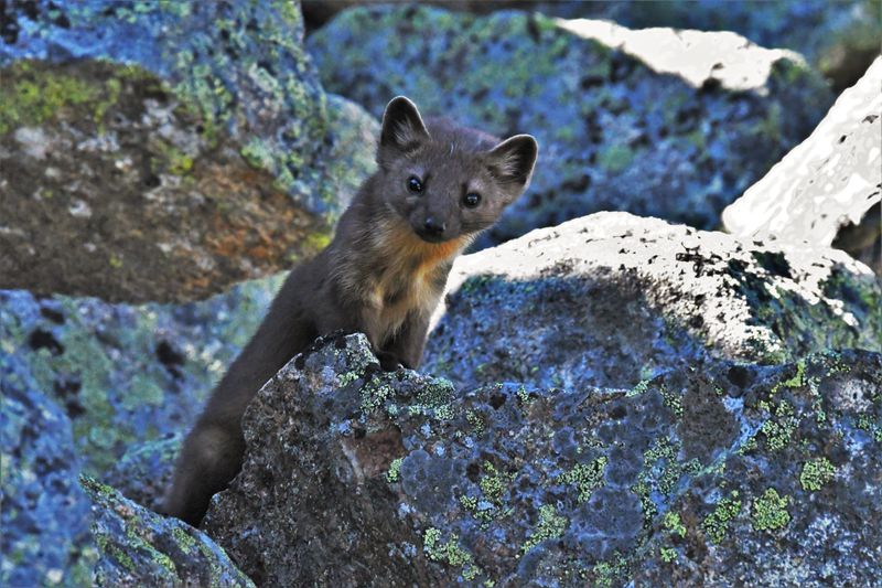 Pine Marten