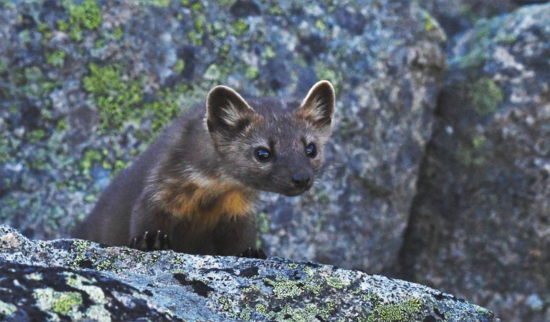 Pine Marten
