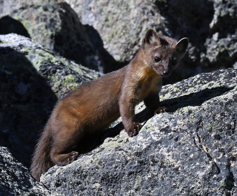 Pine Marten
