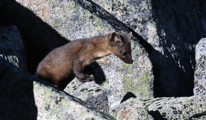 Marten, Pine