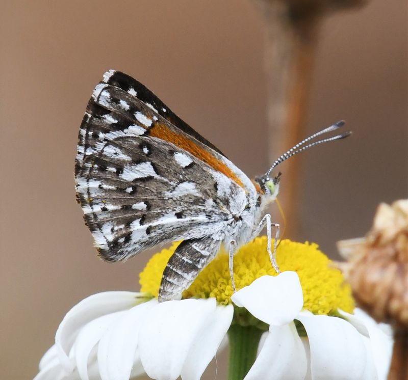 Mormon Metalmark: Apodemia mormo