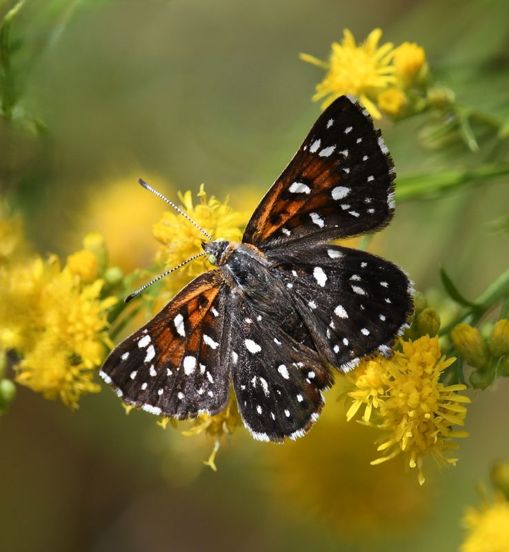 Butterflies