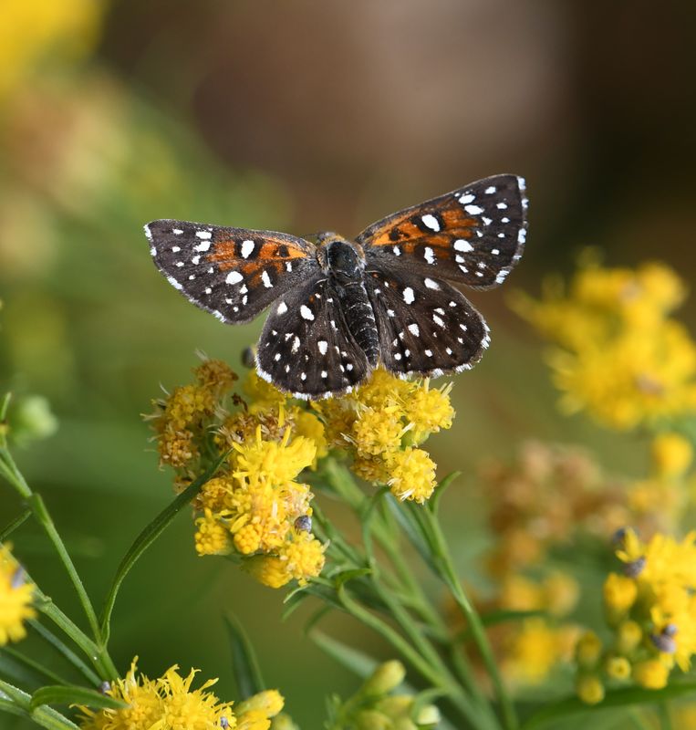 Mormon Metalmark: Apodemia mormo