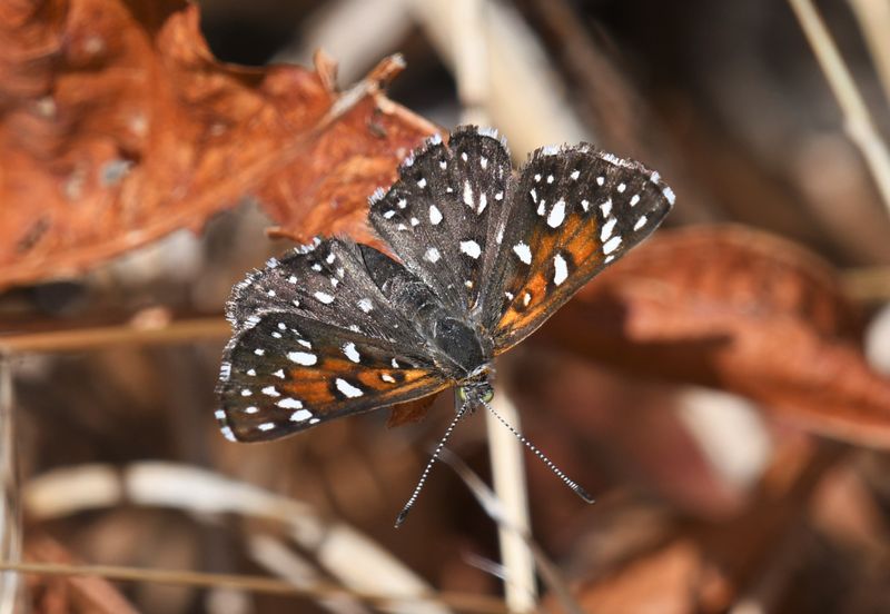Mormon Metalmark: Apodemia mormo