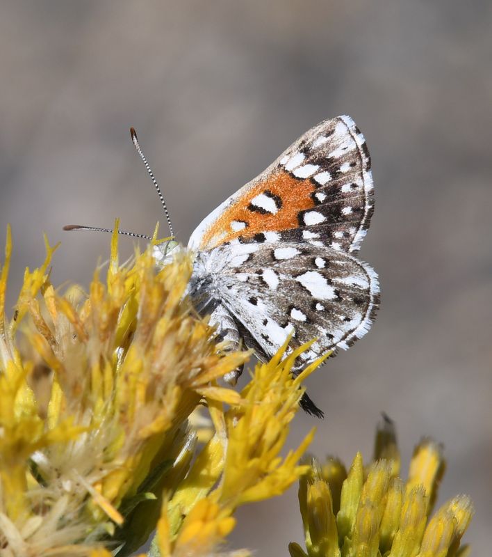 Mormon Metalmark: Apodemia mormo